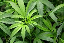 大麻植物. 